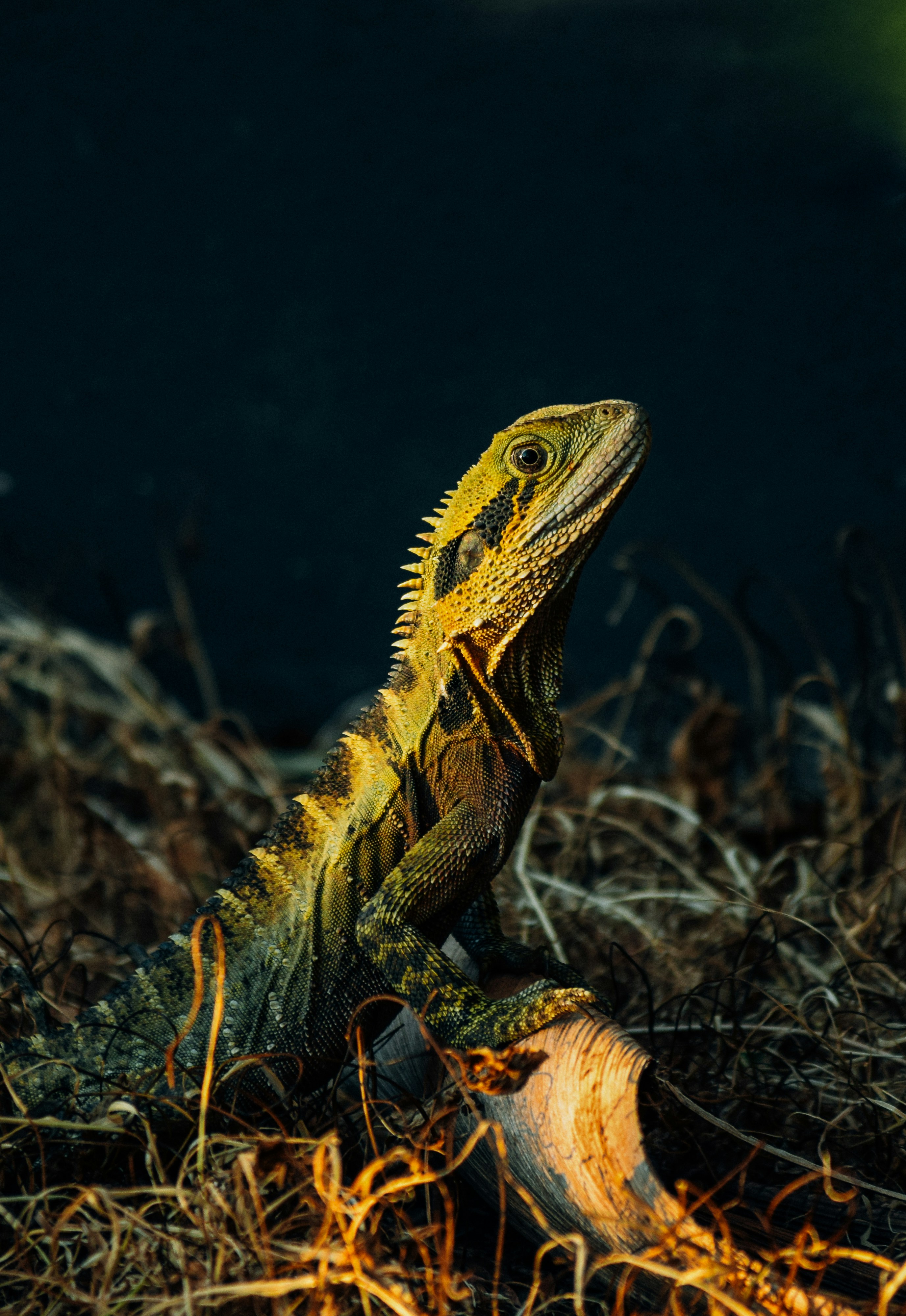 Draco Rizali Lizard